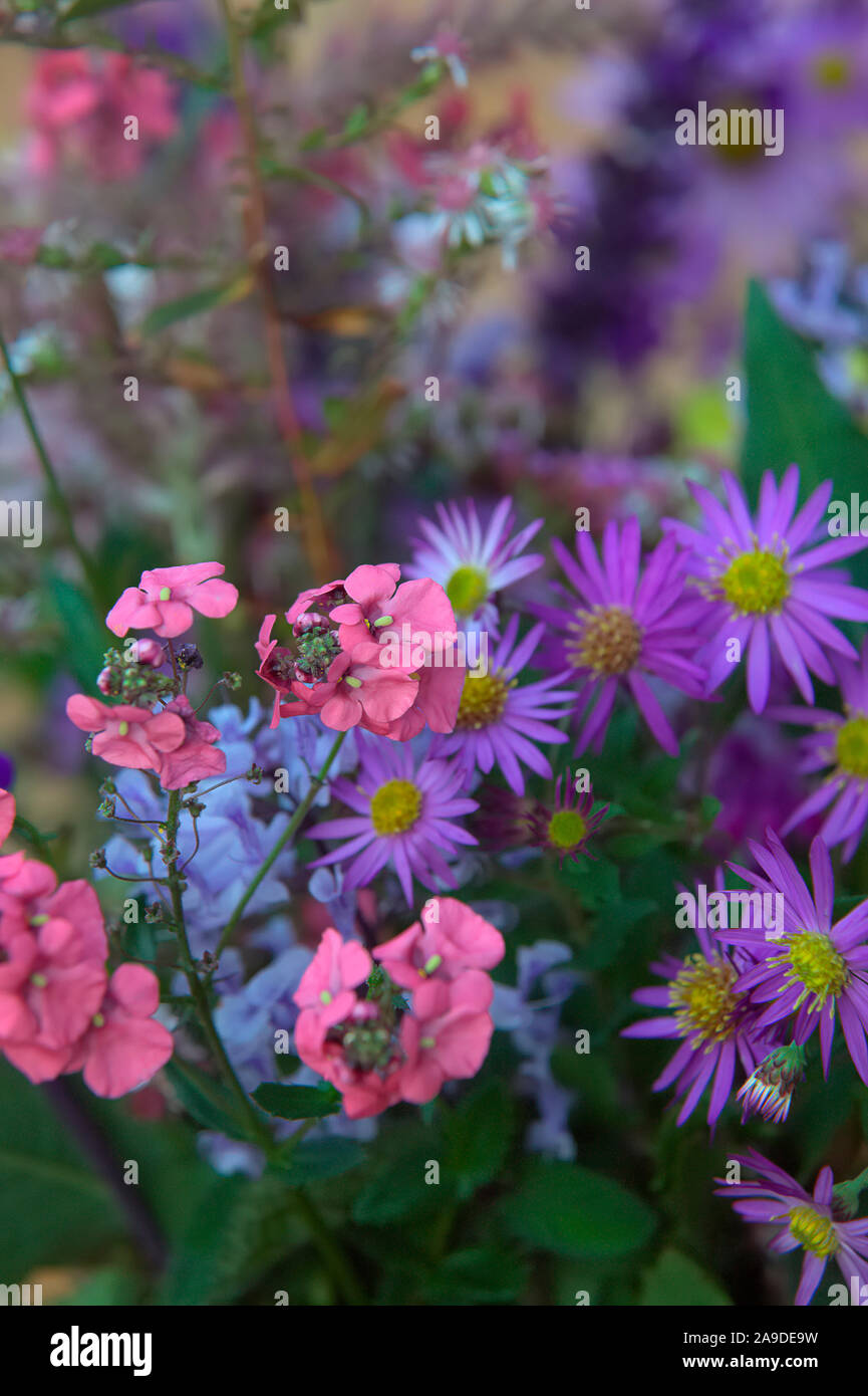 Eine Vase mit Ende Oktober Blumen aus dem Garten einschließlich Plectranthus zuluensis, Salvia Indigo Turmspitzen, Persicaria amplexicaulis TAURUS Blotau', Persi Stockfoto