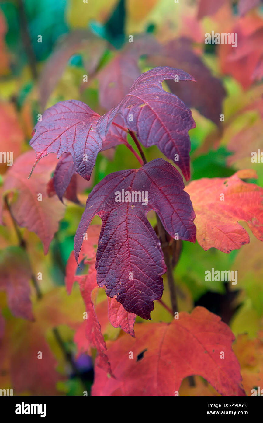 Viburnum opulus 'Aureum' Herbst Farbe Anfang November Stockfoto