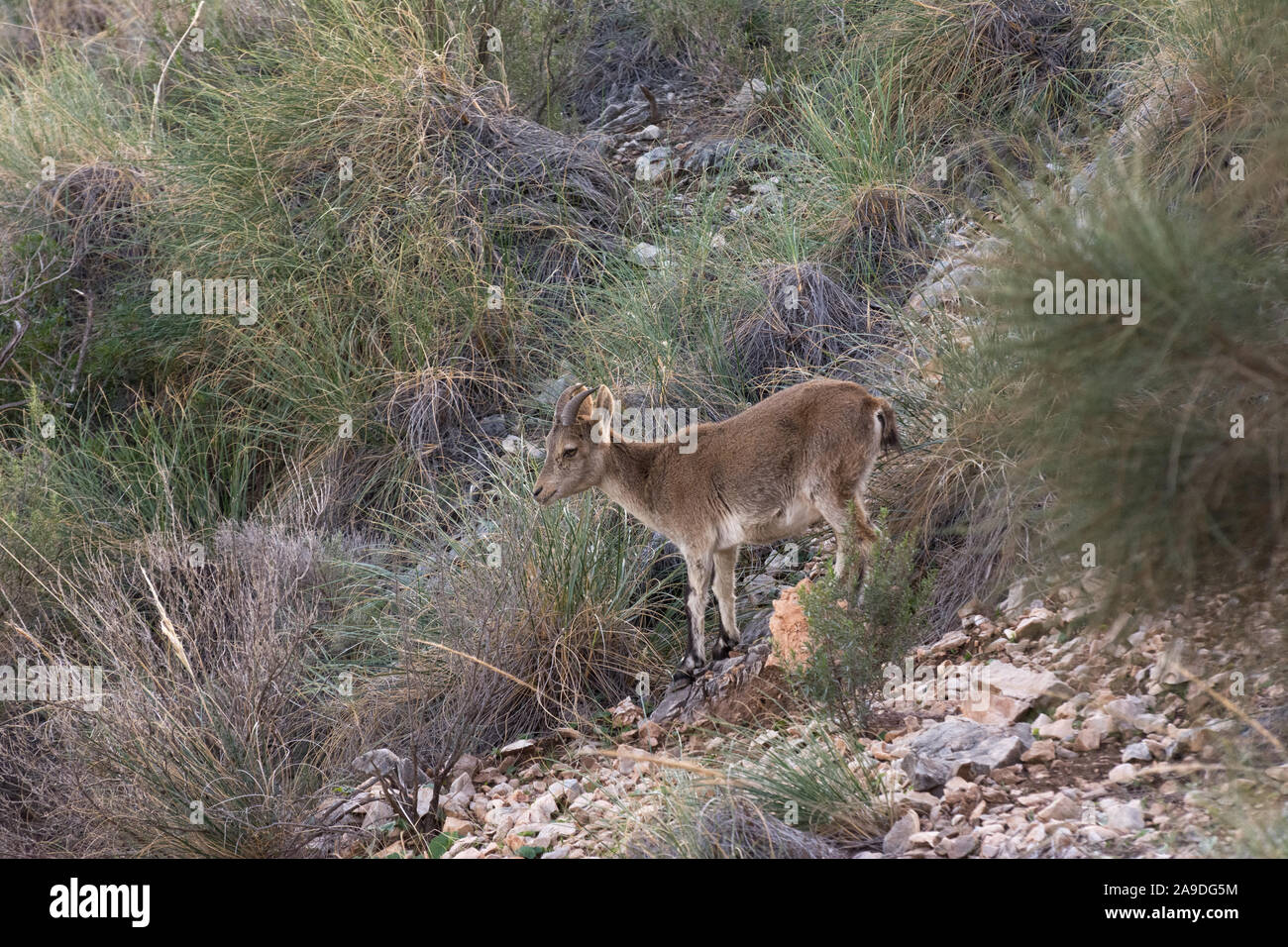 Kleine weibliche Iberische Steinböcke auf einer felsigen Klippe Trail Stockfoto