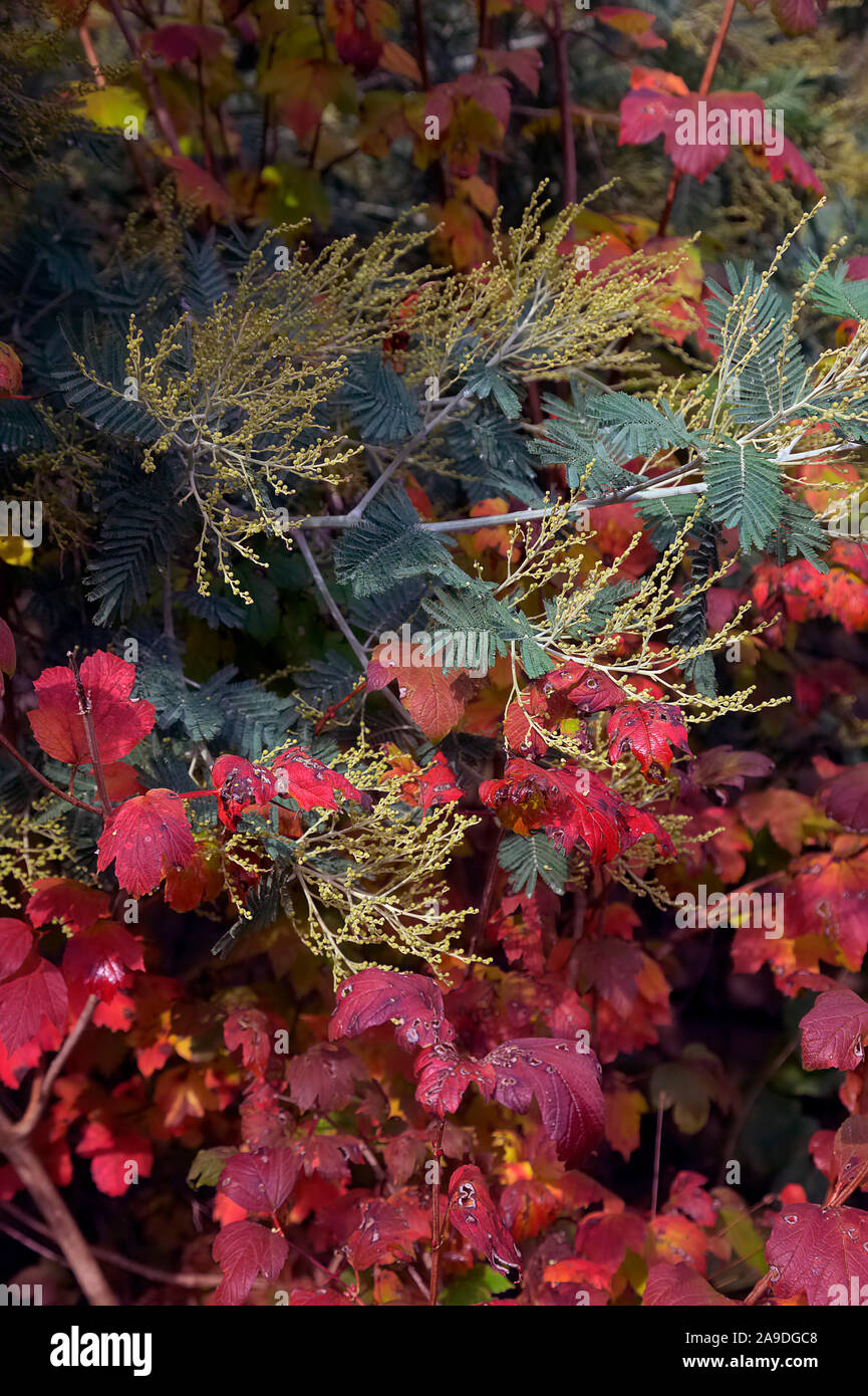 Acacia dealbata AGM entwickeln Knospen mit den Herbst Laub der Viburnum opulus 'Roseum' AGM Stockfoto