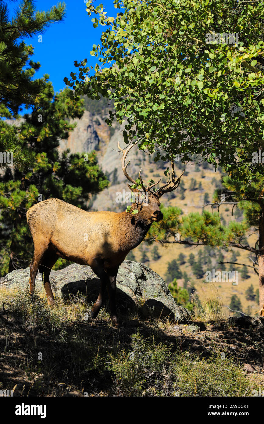 Bull elk mit Geweih in Wald Wiese Stockfoto