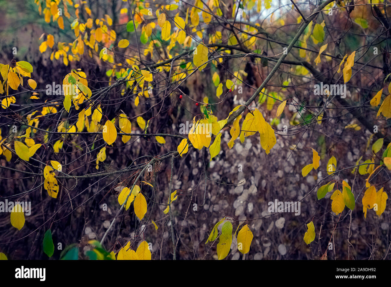 Herbst Blatt Farbe der Faulbaum - FRANGULA ALNUS mit seedheads der Ehrlichkeit - Lunaria annua Stockfoto