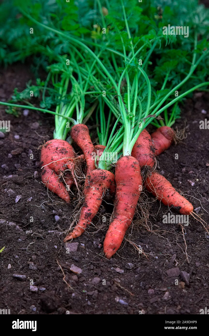 Frisch gegraben Karotten Daucus carota" Atomic Rot' im frühen Winter Stockfoto