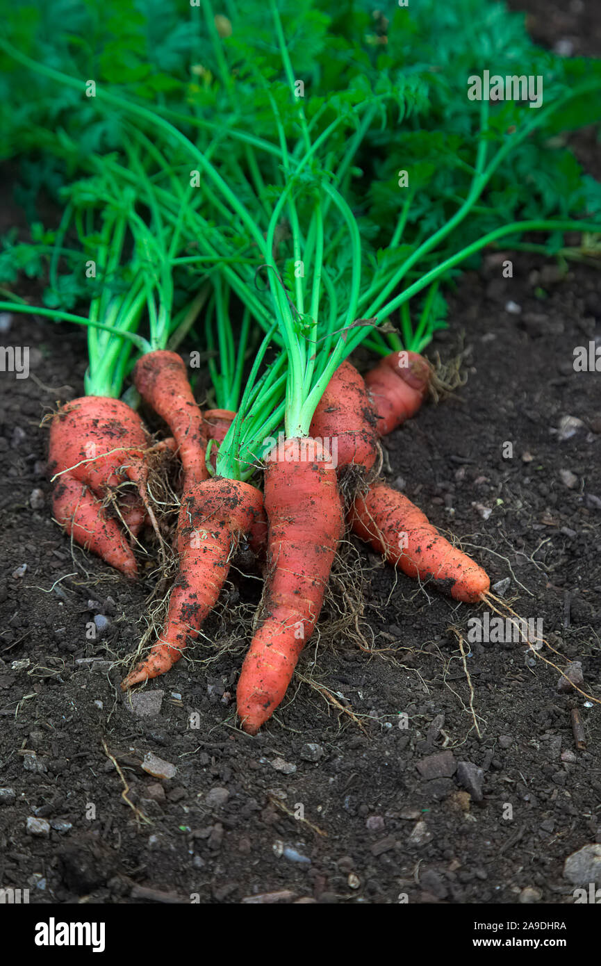 Frisch gegraben Karotten Daucus carota" Atomic Rot' im frühen Winter Stockfoto