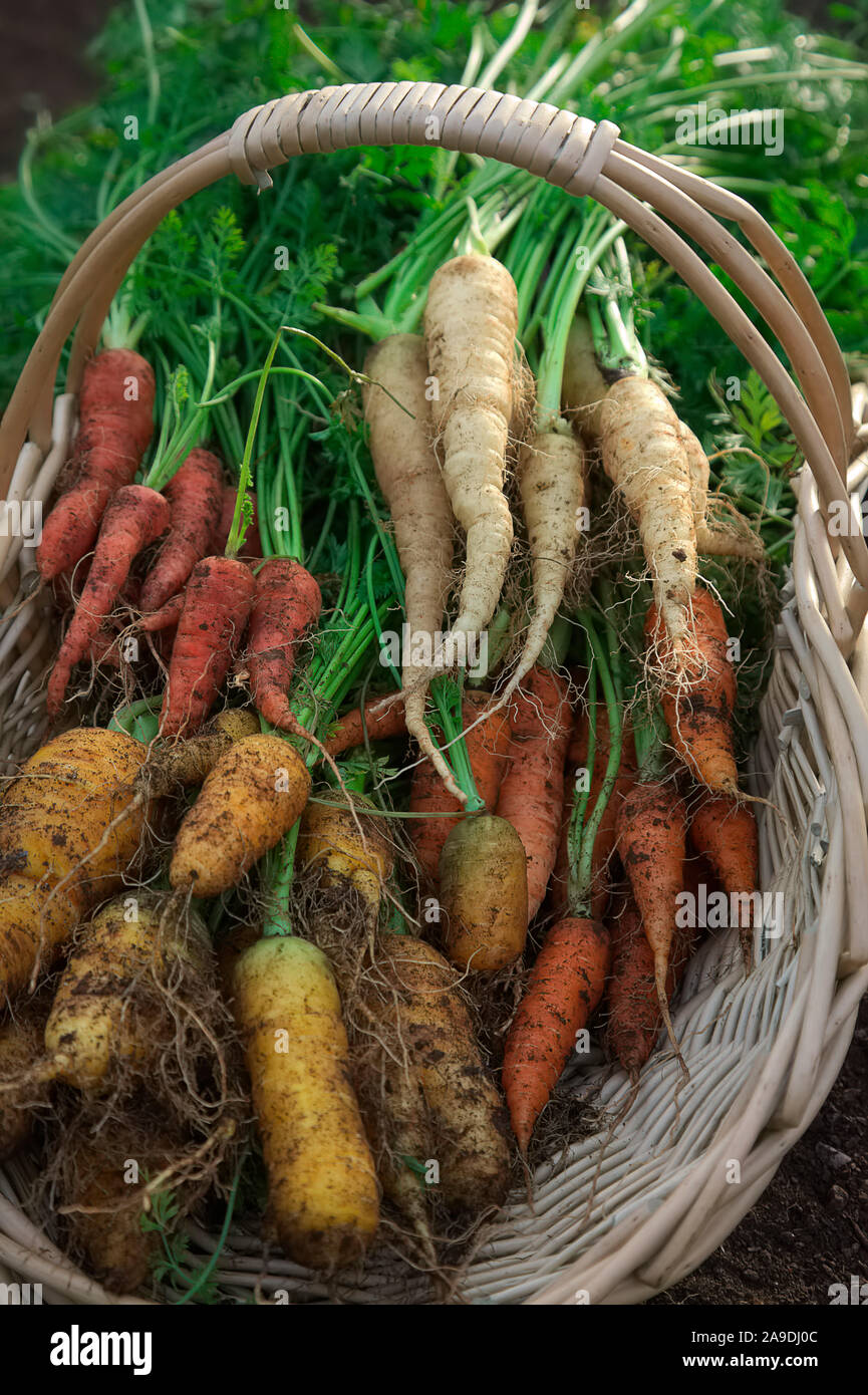 Frisch gegraben Karotten in einem Korb: Daucus carota im frühen Winter" Atomic Rot'' Jaune de Doubs', 'Herbst König" und "Lunar White' Stockfoto