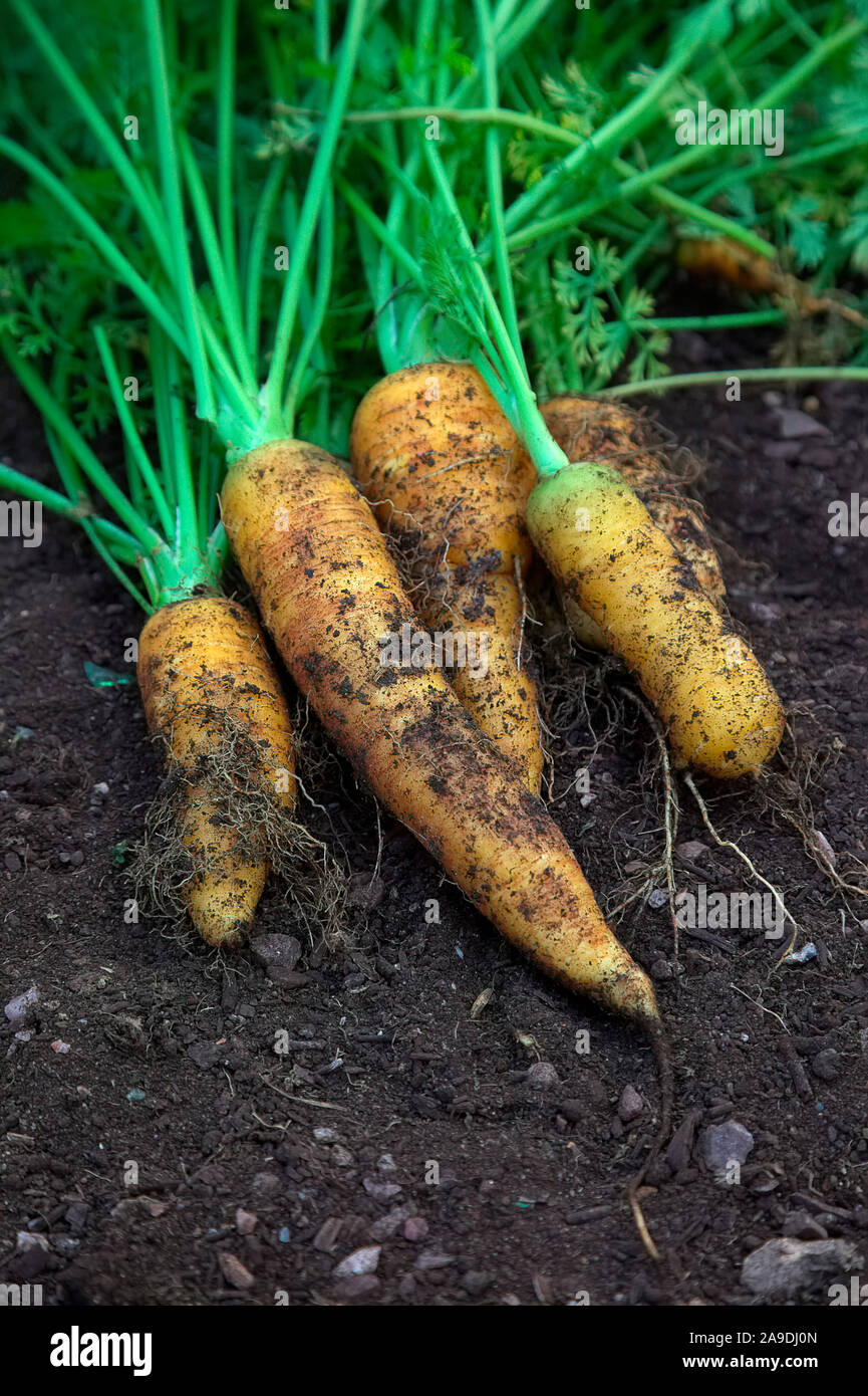 Frisch gegraben Karotten Daucus carota "Jaune de Doubs' im frühen Winter Stockfoto