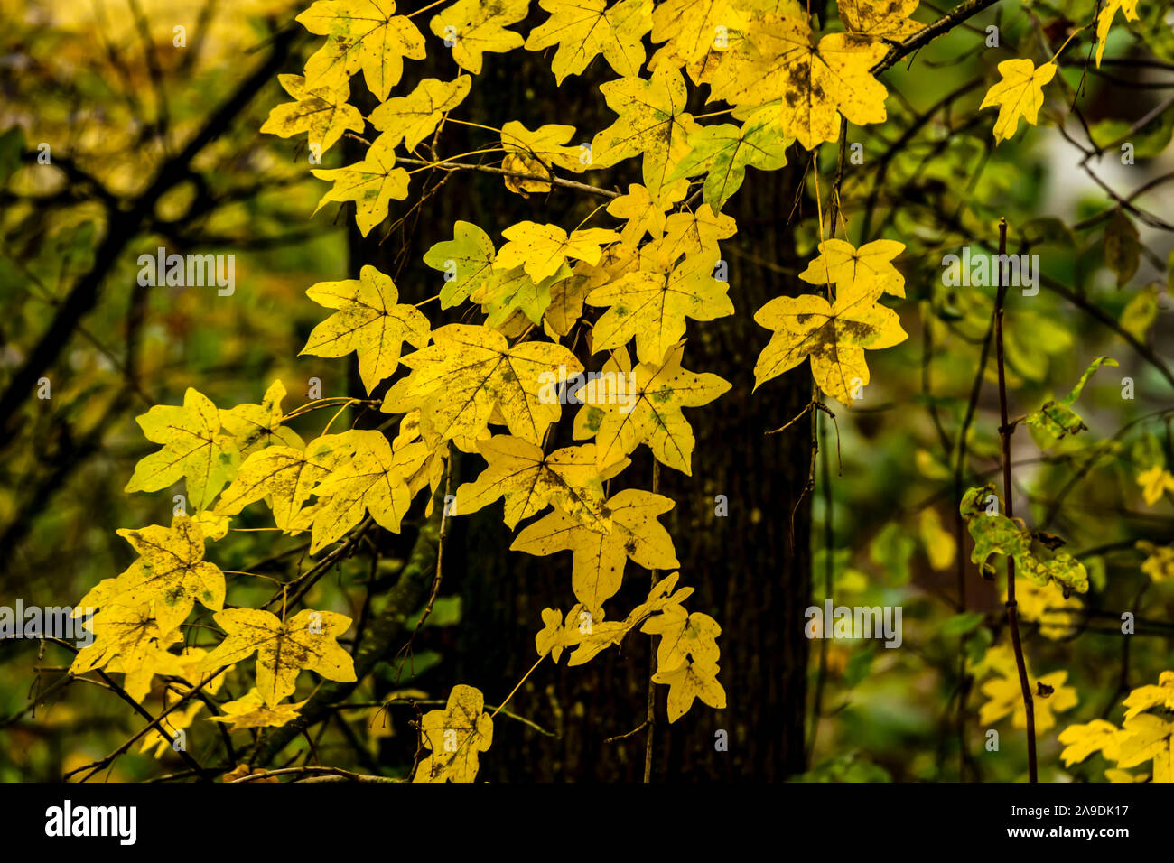 Herbst im Laubwald Stockfoto