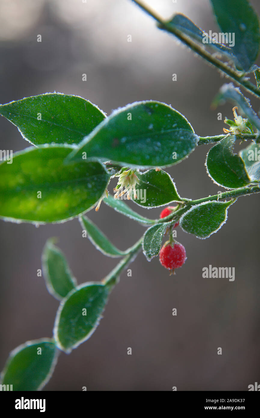 Sarcococca ruscifolia var. chinensis im Januar mit Frost Stockfoto