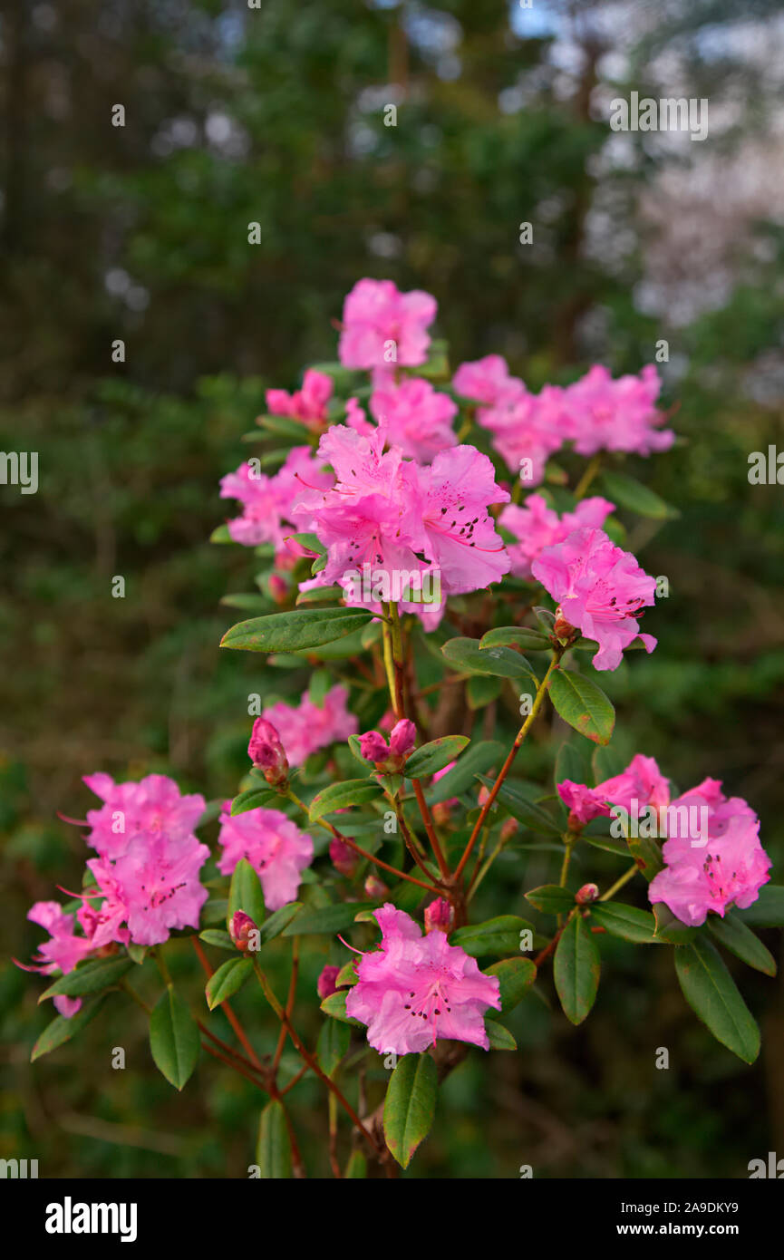 Rhododendron 'Beurre' Stockfoto