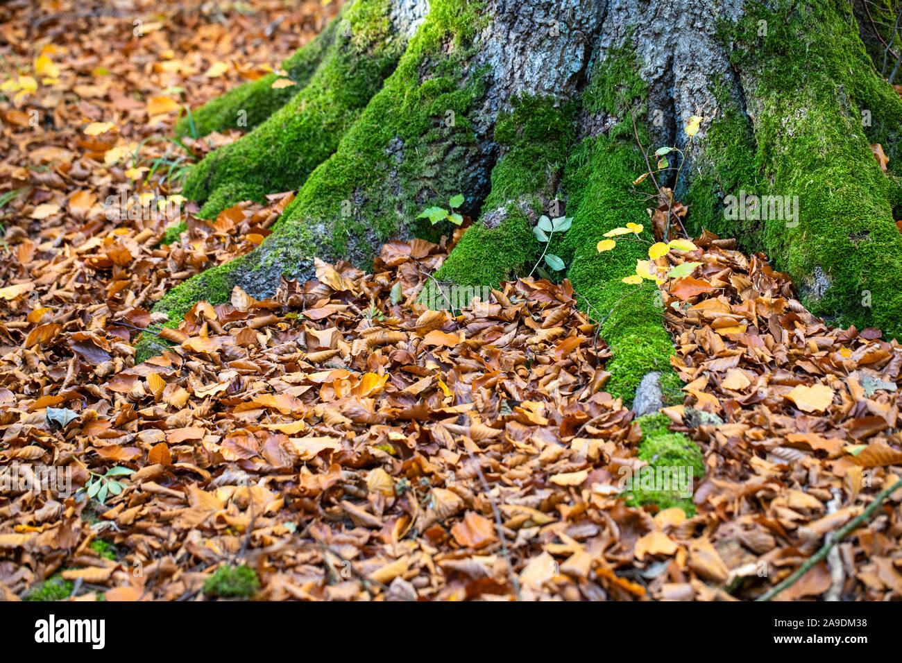 Waldboden im Buchenwald im Herbst, Nahaufnahme, Detail Stockfoto