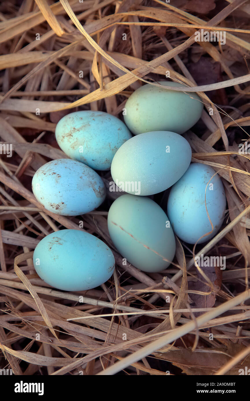 Eier von Crested Creme Legbar Hennen Stockfoto