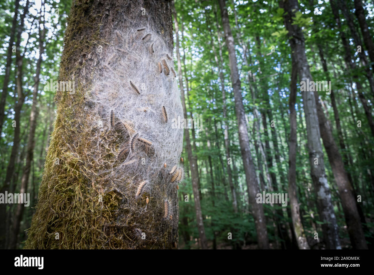 Eichenprozessionsspinner auf einem Baum in Franken Stockfoto