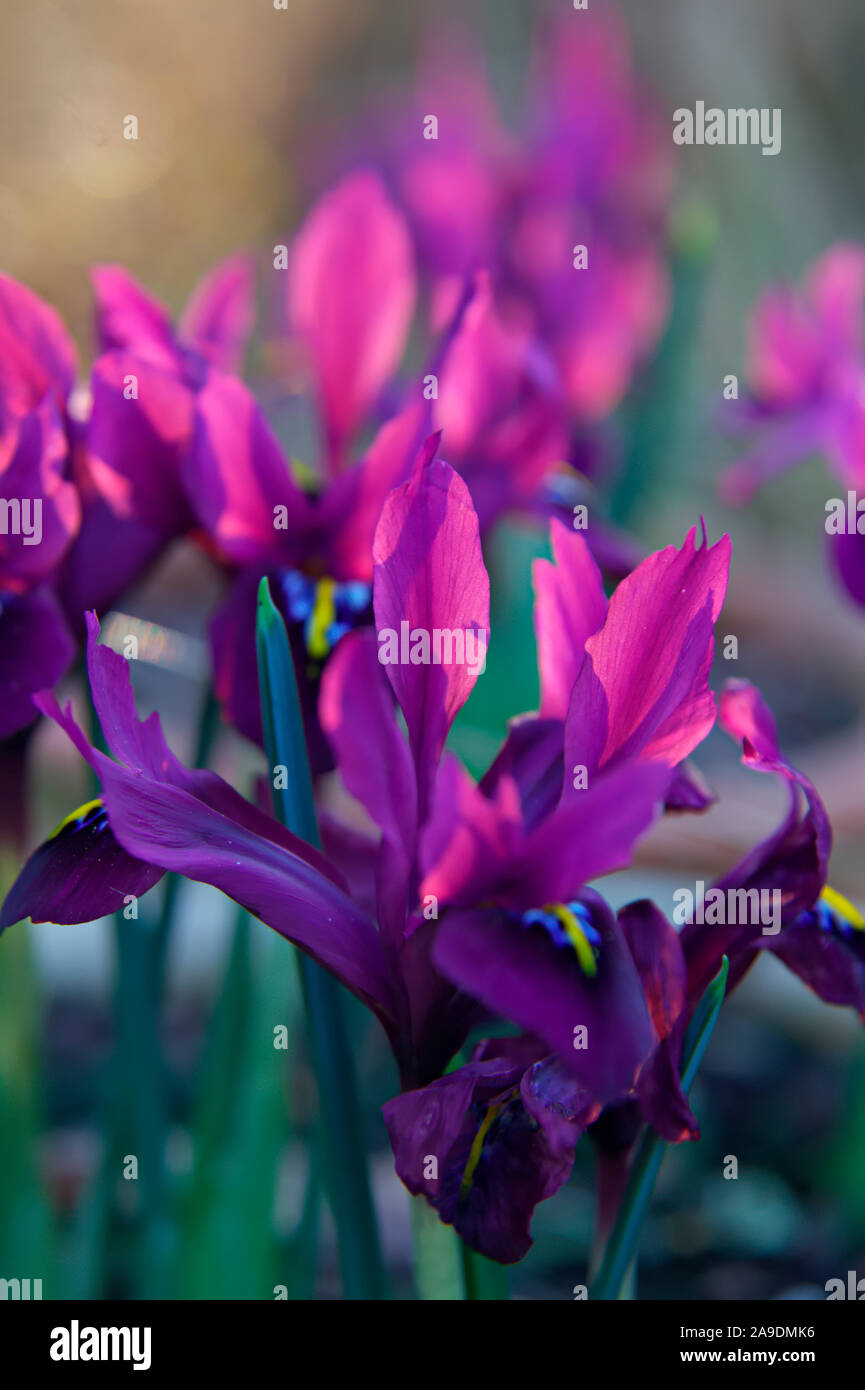 'George' (Iris Reticulata) NGM Stockfoto