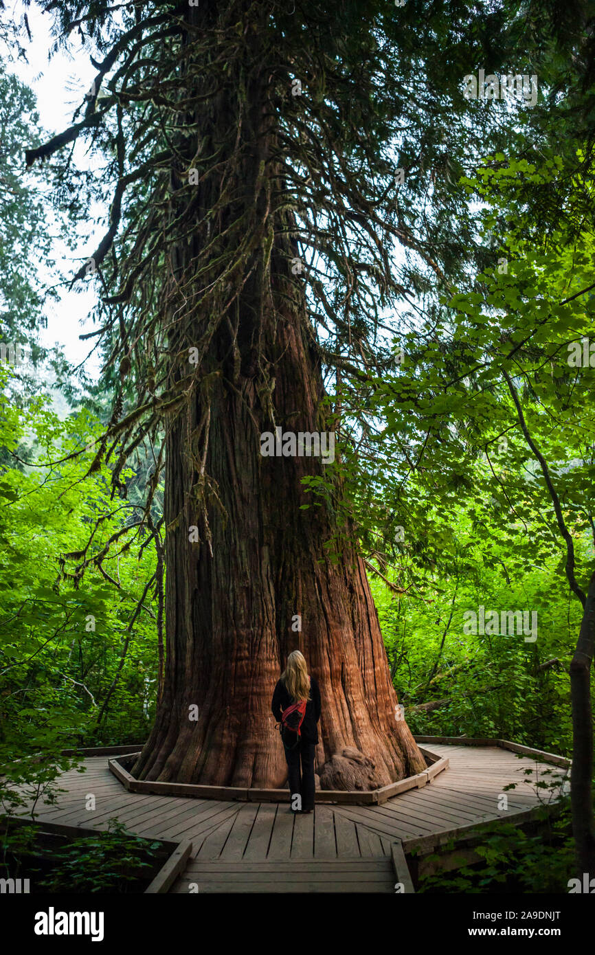 Eine blonde Frau mit dem Rücken zur Kamera und oben eine große Zeder im Hain des Patriarchen im Mount Rainier National Park, Washington State Stockfoto