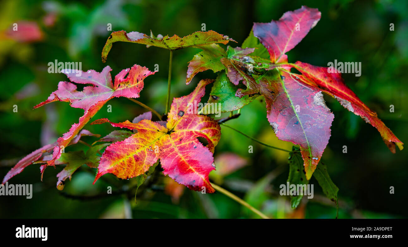 Rote, gelbe und grüne Blätter im Herbst Stockfoto