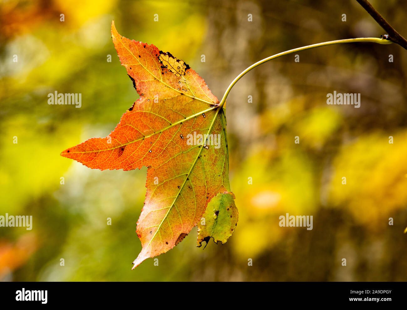 Blatt drapiert im Herbst Stockfoto
