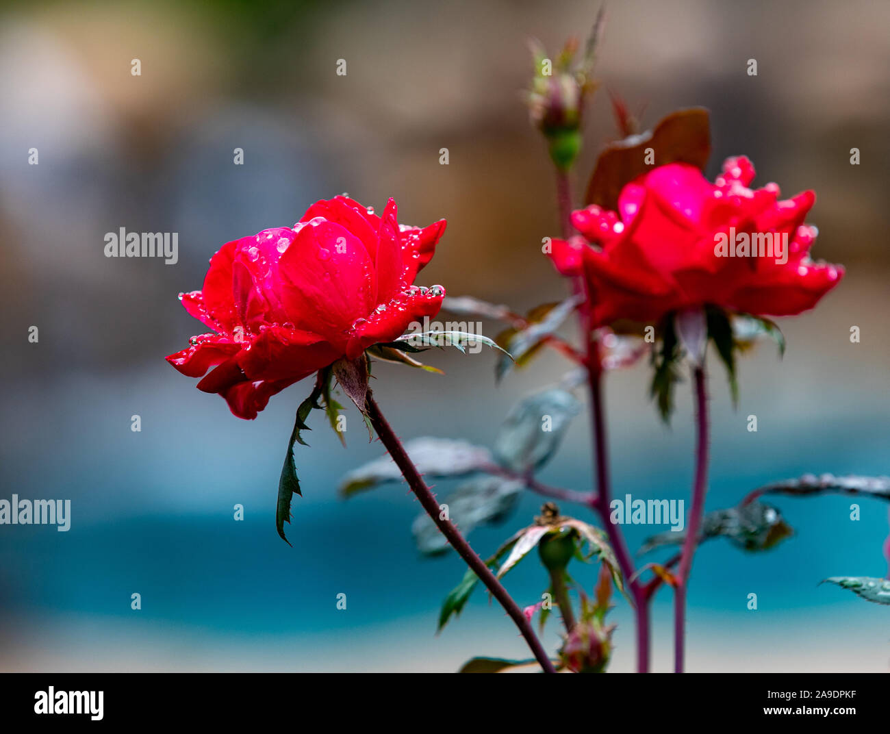 Rosen im Hinterhof nach dem Regen Stockfoto