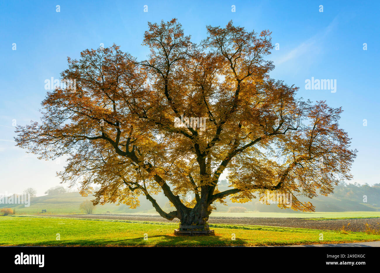 Deutschland, Baden-Württemberg, Hildrizhausen, obere Linde im Würmtal Stockfoto