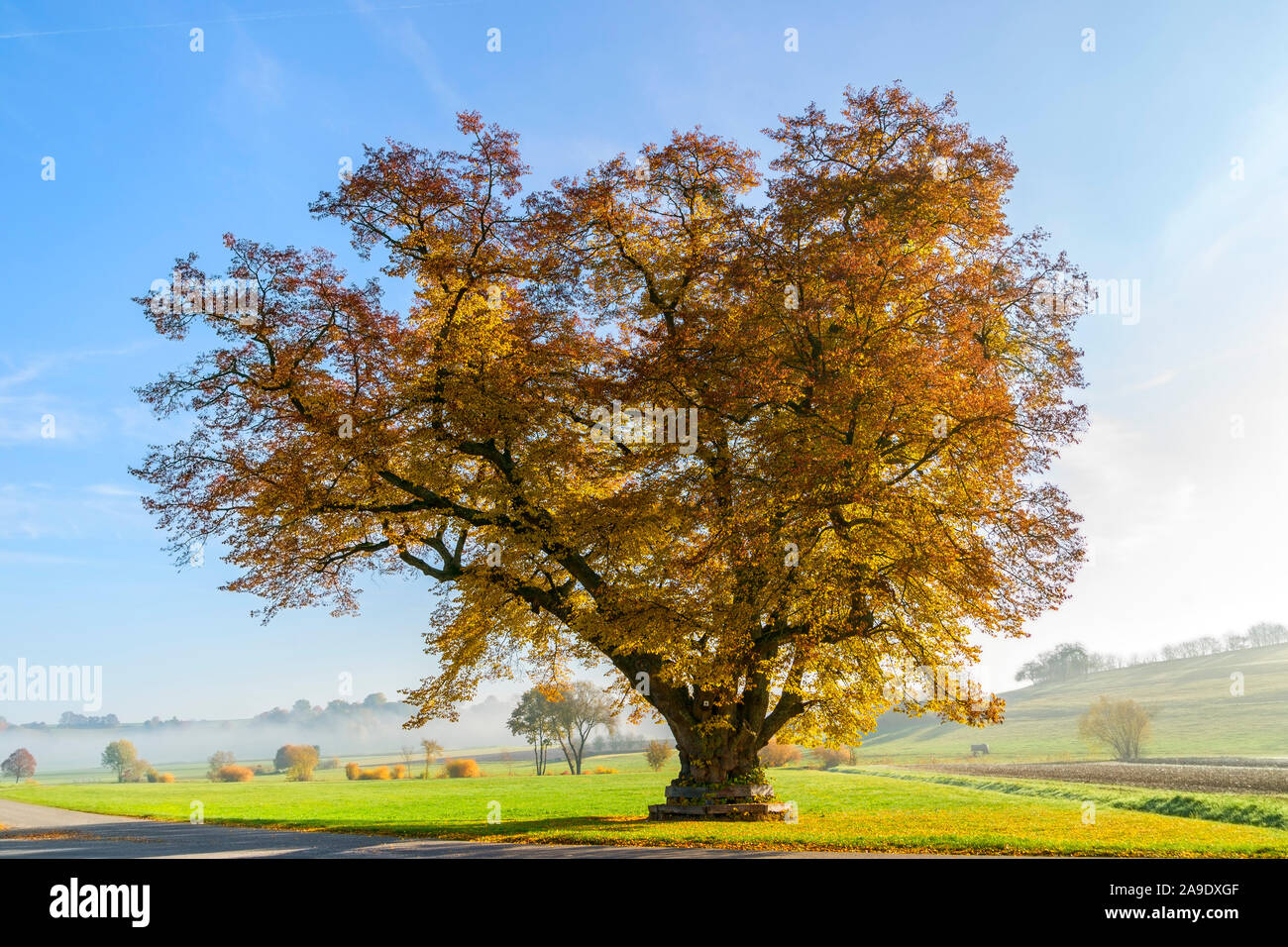 Deutschland, Baden-Württemberg, Hildrizhausen, obere Linde im Würmtal Stockfoto