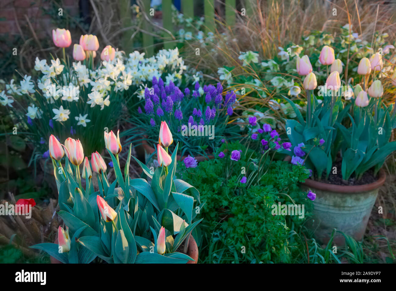 Bunte Frühjahr Topf Kombinationen mit Tulipa 'Addis', Tulipa 'Mango Charme', Muscari armenicum - Anemone coronaria (de Caen Gruppe) 'Hollandia', Ane Stockfoto
