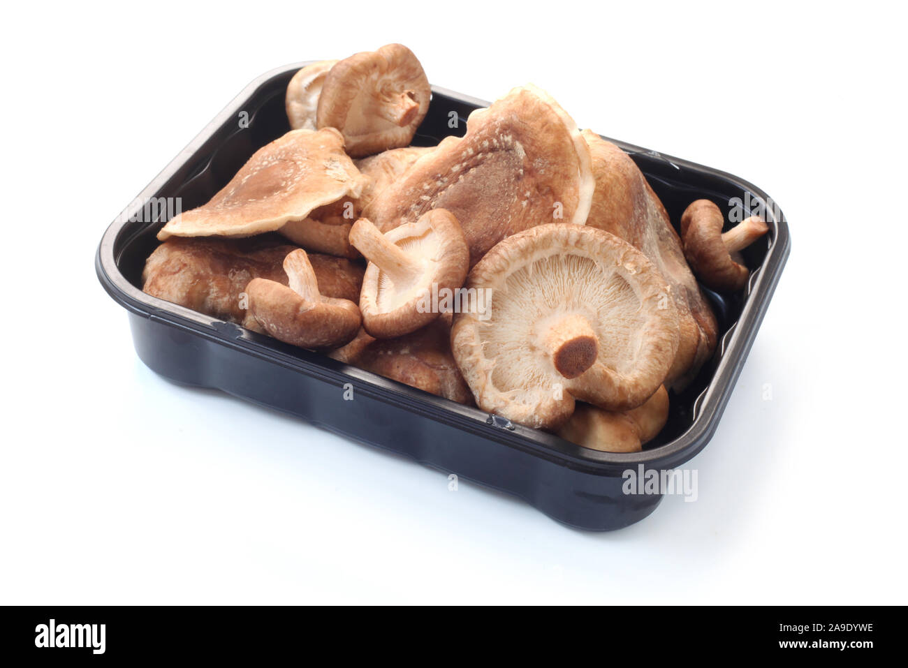 Shiitake Pilze in einer Plastikschale Stockfoto