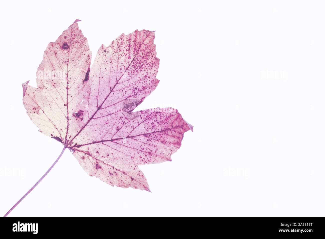 Singles, Herbstliche Blätter, die im UV-Licht auf der Rückseite Stockfoto