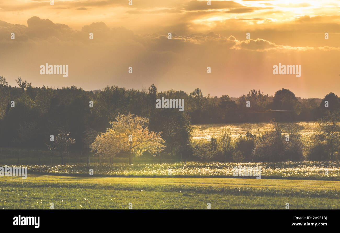 Ein blühender Baum auf einer Wiese voller Blüten im Sonnenuntergang Stockfoto