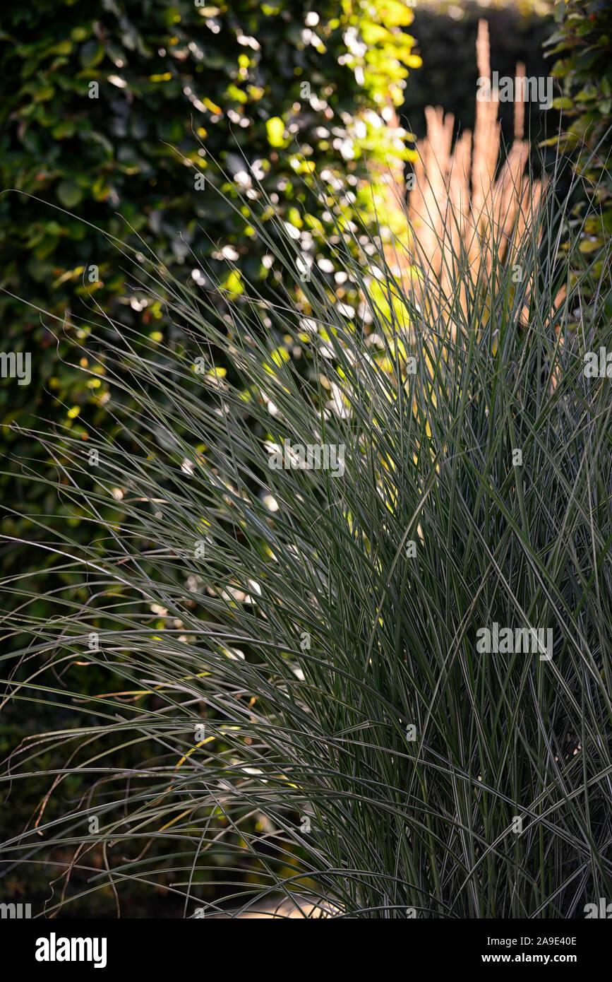 Sonnenlicht, beleuchten, carex, Gras, Gräser, Lücke in der Hecke,  Sonnenuntergang, Licht, Beleuchtung, Garten, Gärten, RM Floral  Stockfotografie - Alamy