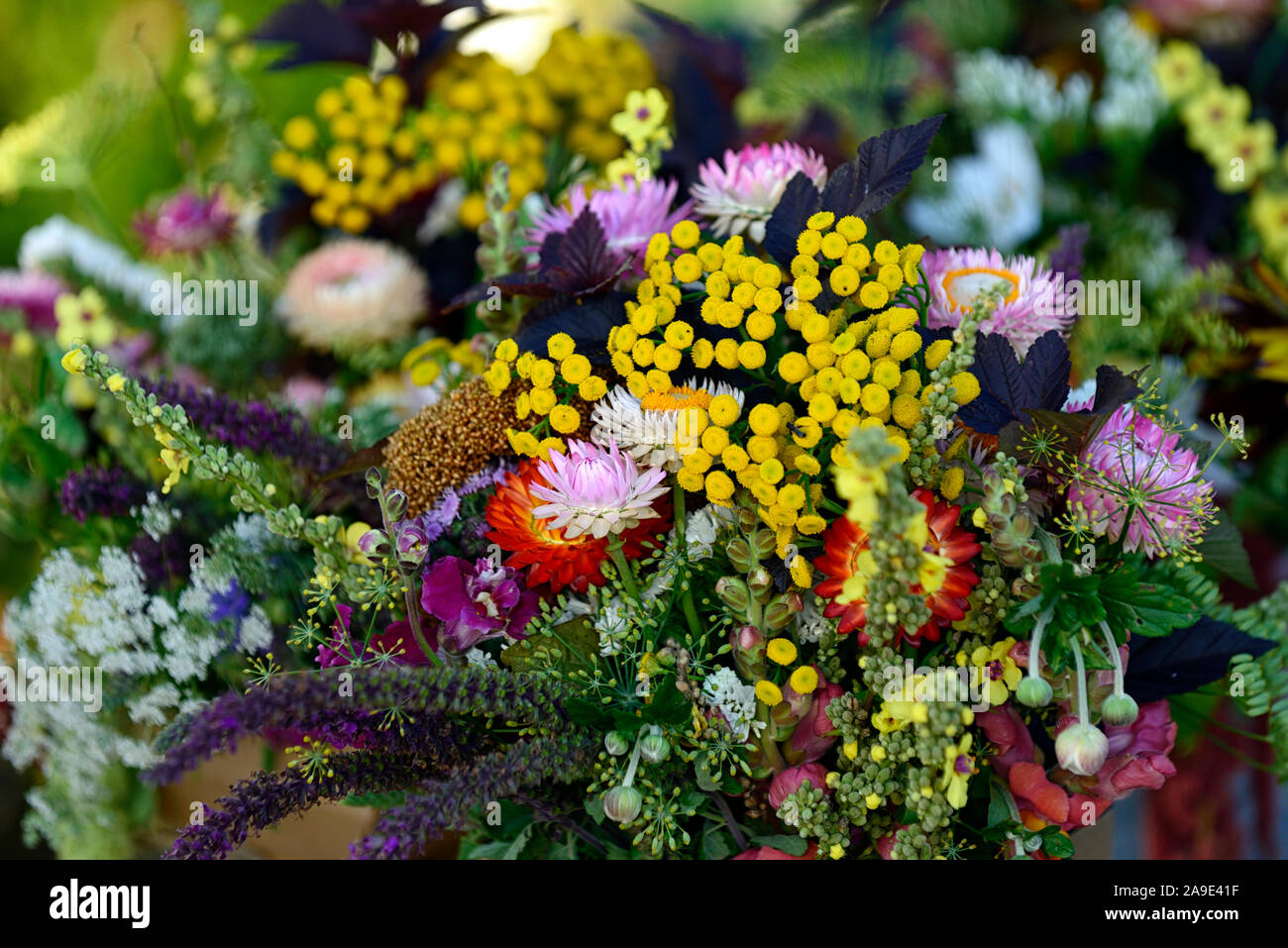Schnittblume, Schnittblumen, Display, Displays, Arrangement, Arrangements, Sommerblumen, Stauden, Mix, Gemischt, frische Blumen, Gärten, Vase, Becher, Vasen, Krüge, RM Florals Stockfoto