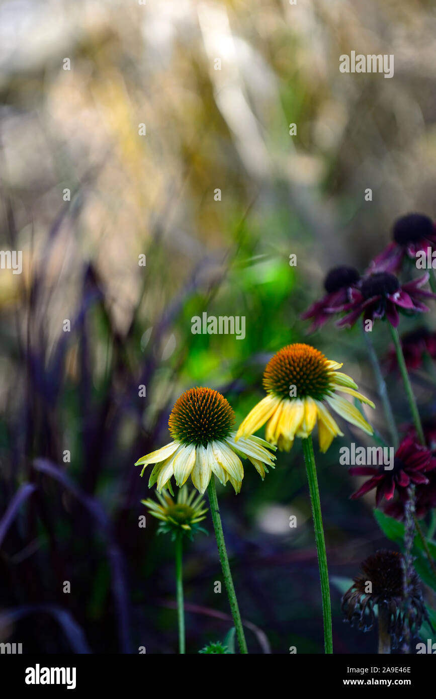 Echinacea purpurea Tagtraum, gelbe Blumen, mehrjährige, Sonnenhut, RM Floral Stockfoto