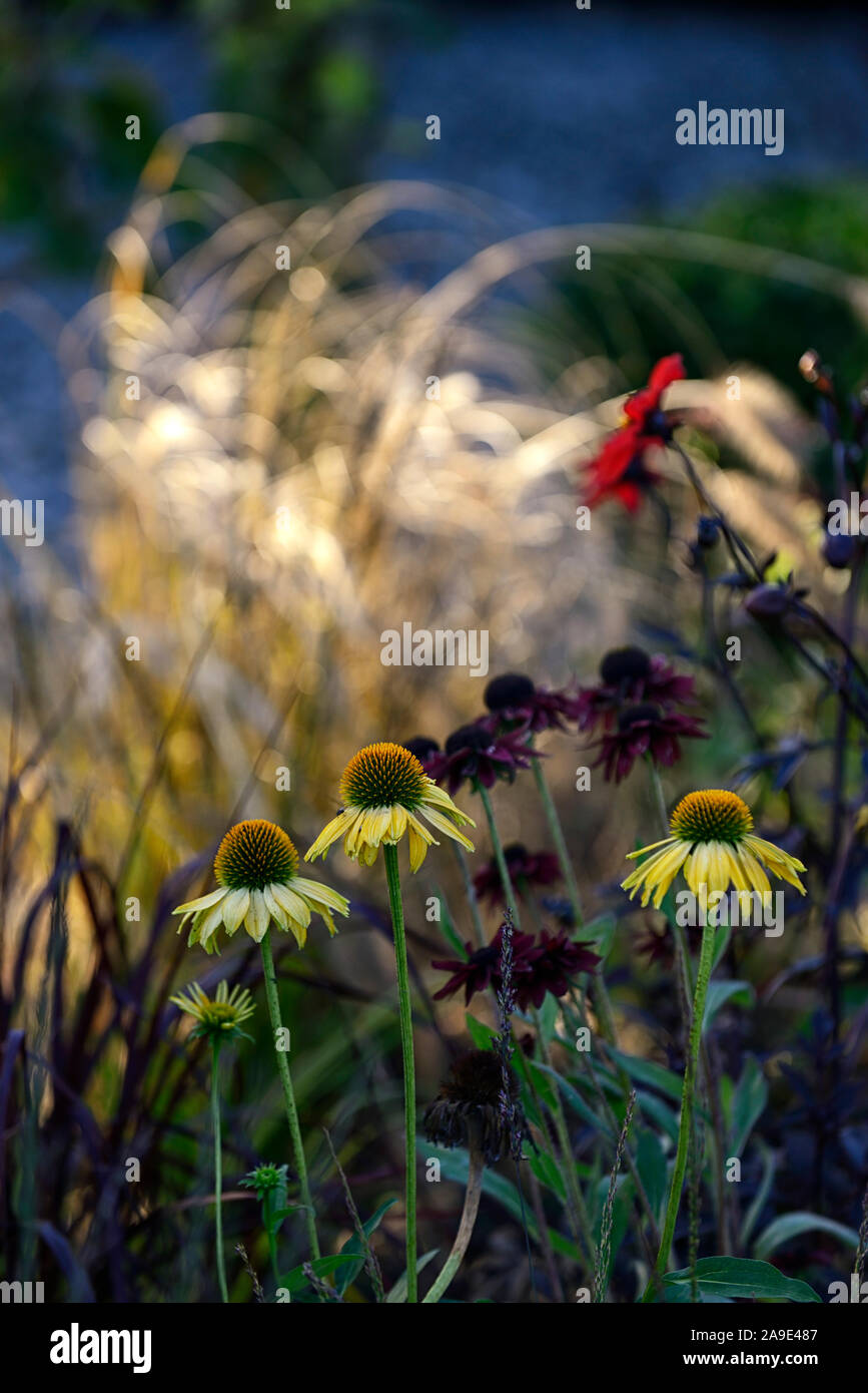 Echinacea purpurea Träumen, Sonnenhut, gelb Blumen, mehrjährige, RM Floral Stockfoto