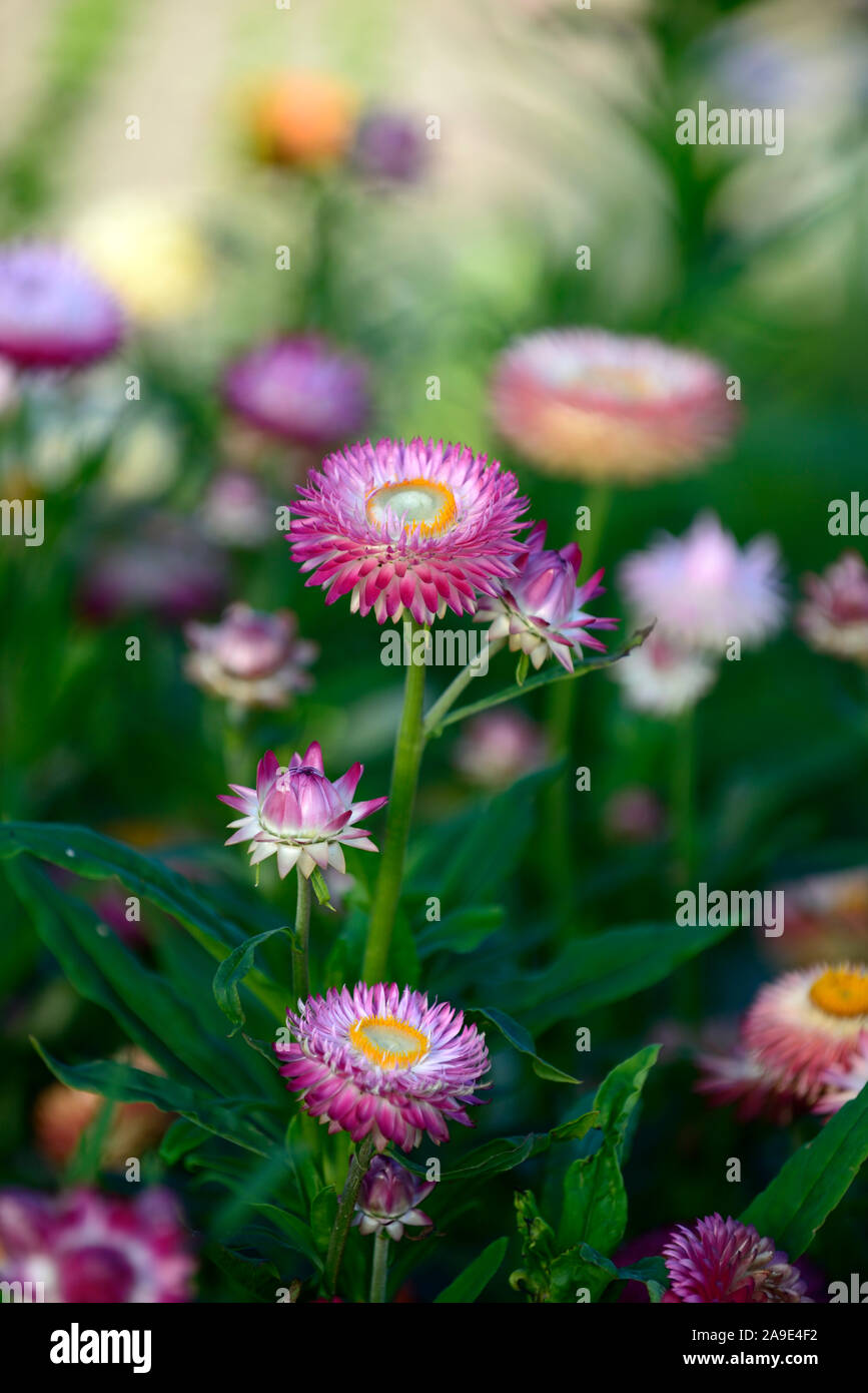 Helichrysum bracteatum Pastell gemischt, Stroh, Papier daisy Daisy, strawflowers, ewiger, Blumen, RM Floral Stockfoto