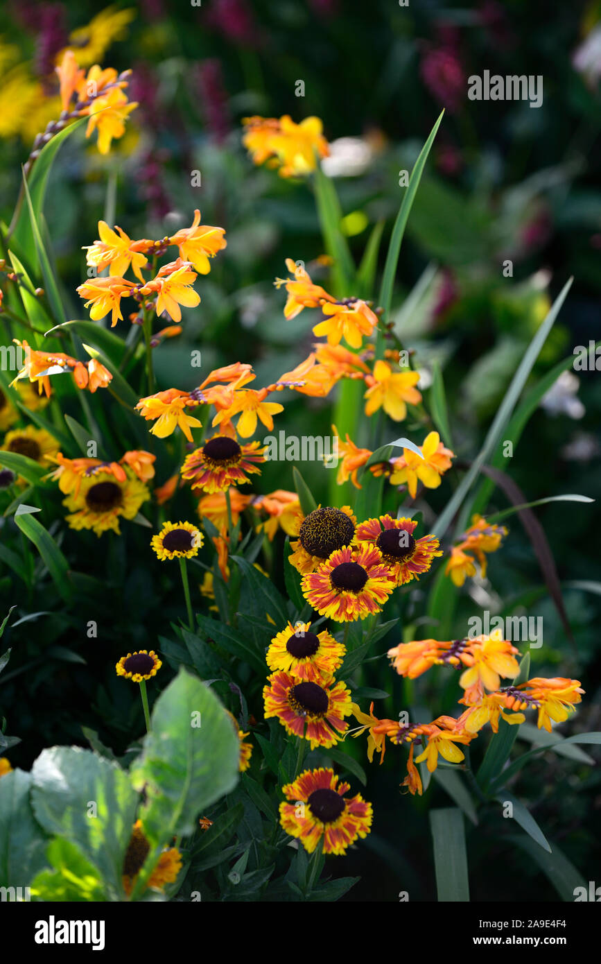 Helenium Ruby Tuesday, crocosmia, gelb, orange, Blumen, Blüte, Stauden, Stauden, Garten, Gärten, RM Floral Stockfoto