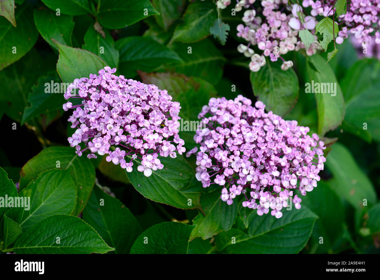 Hortensie, rispe, Rispen, Blumen, blüte, blume, Flieder, Gartenarbeit, RM Floral Stockfoto