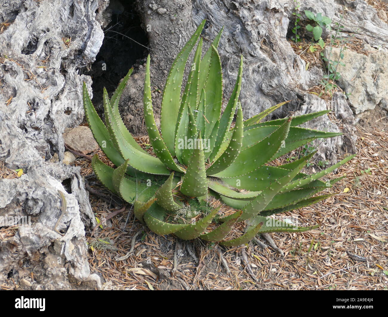 Agave-Pflanze Stockfoto