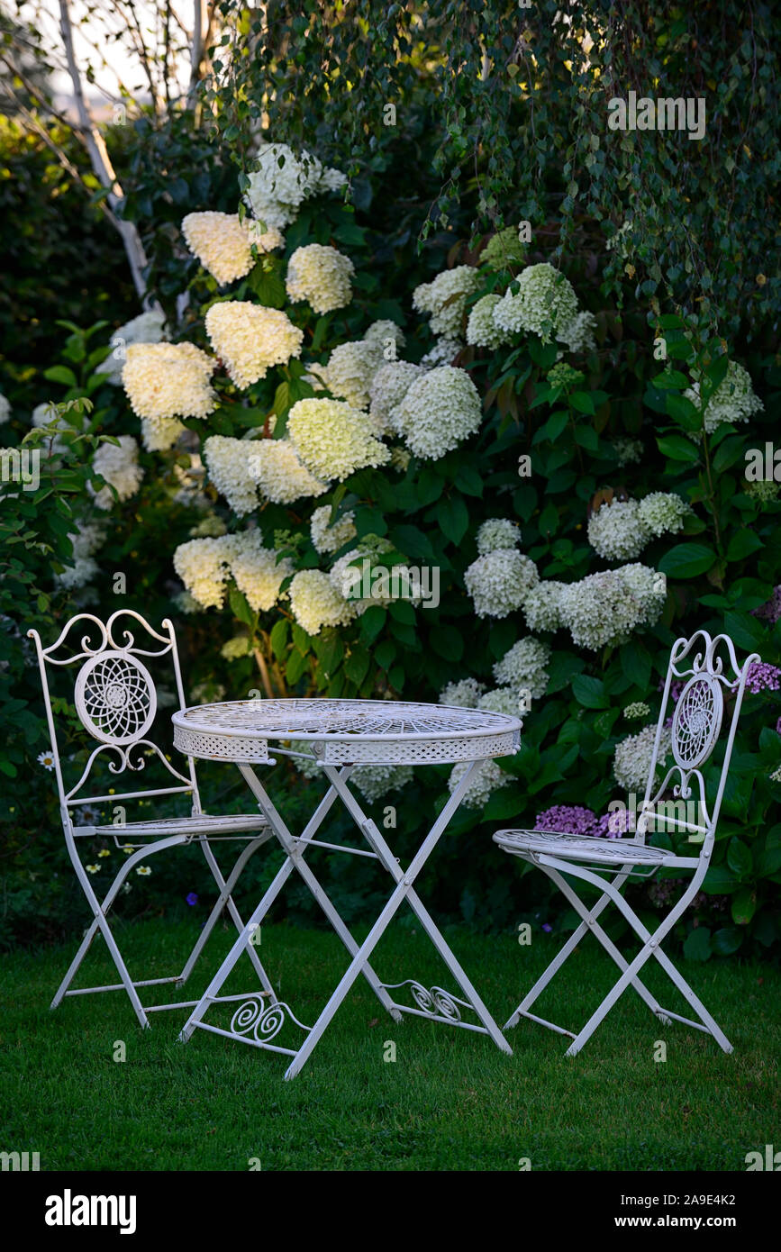 Hydrangea paniculata Limelight, rispe, Rispen, Blumen, blüte, blume, Weiß, Metall Tisch, Sitz, Sitzen, Garten, Sitzecke, Garten, Gartenarbeit, Stockfoto