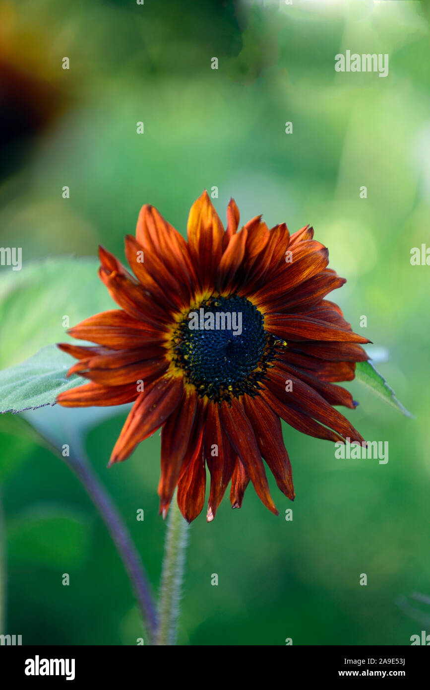 Sonnenblume, Helianthus annuus, Moulin Rouge, Sonnenblumen, jährliche, Jahrbücher, RM Floral Stockfoto