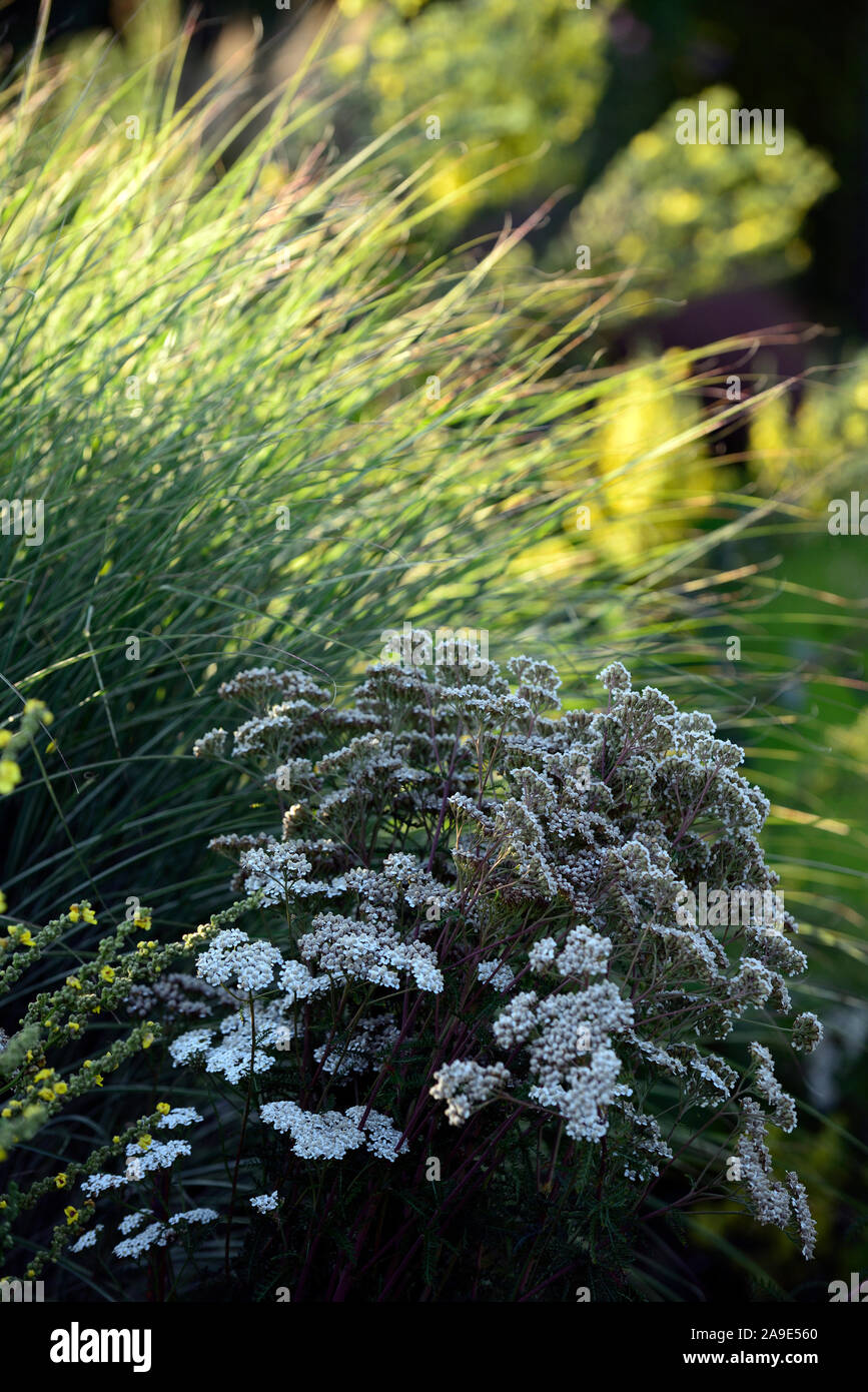 Achillea millefolium, Schafgarbe, weiße Blüten, flowerhead, Blüte, Blumen, Stauden, RM Floral Stockfoto