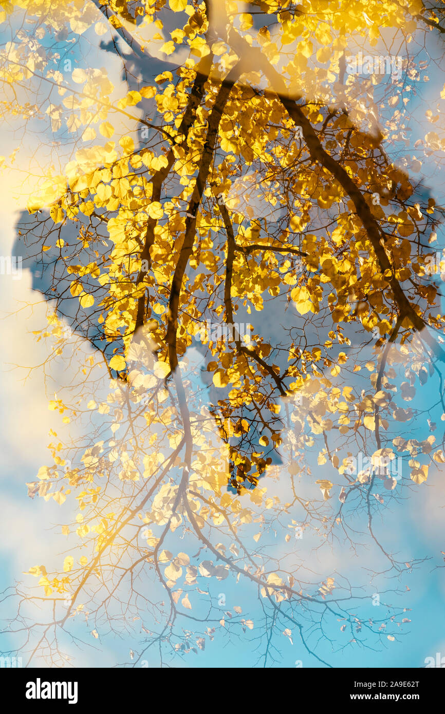 Beeches in gelb leuchtenden Herbstfarben Stockfoto
