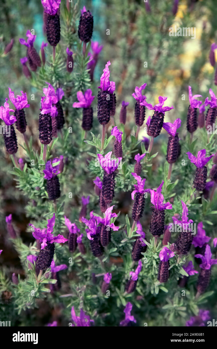 Lavandula stoechas - Französischer Lavendel Stockfoto