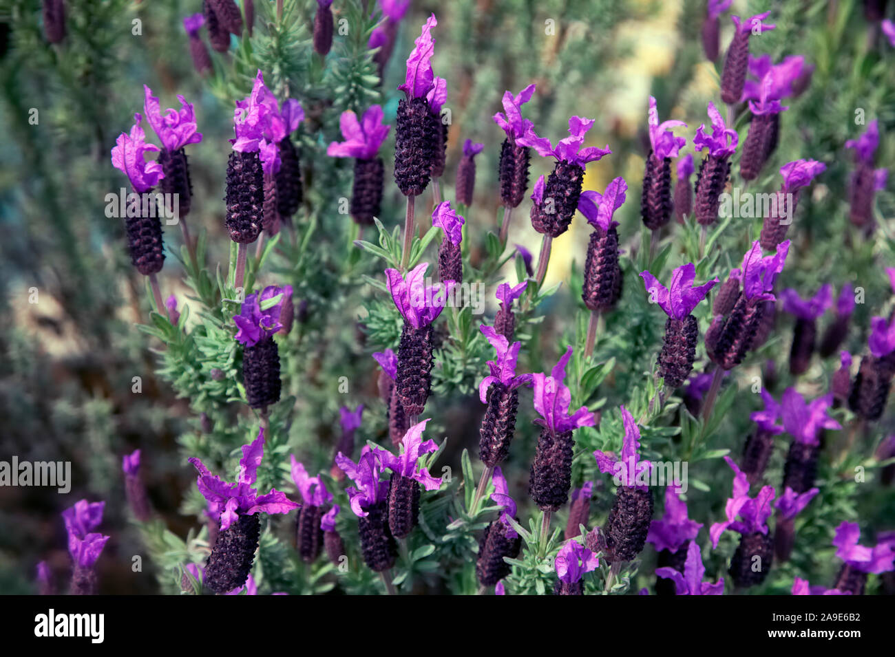 Lavandula stoechas - Französischer Lavendel Stockfoto