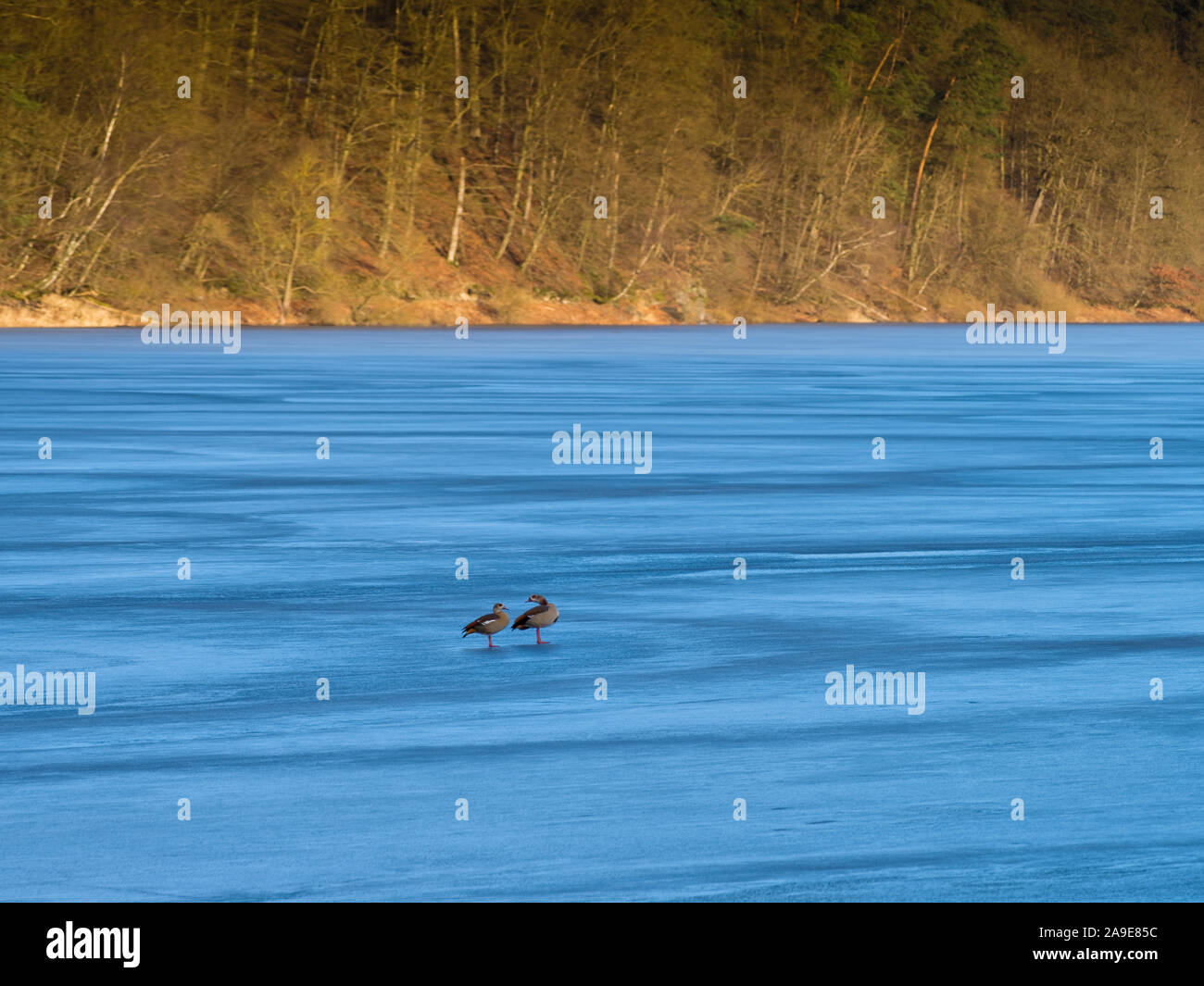 Europa, Deutschland, Hessen, Vöhl, Nationalpark Kellerwald-Edersee, Nil Gänse (Alopochen Aegyptiaca) Auf den vereisten See Edersee Stockfoto