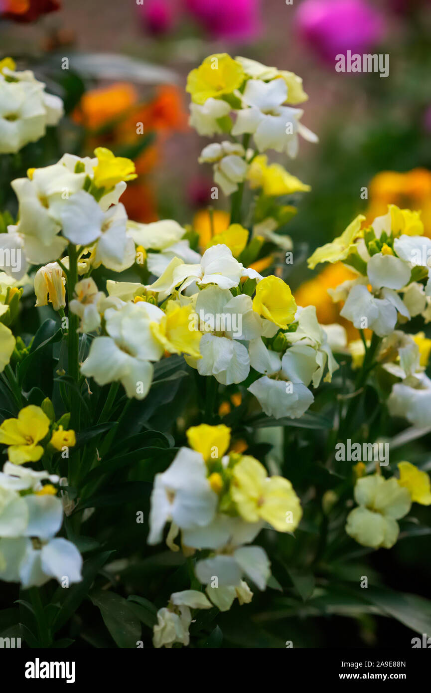 Erysimum - Zitronengelb wallflowers Stockfoto