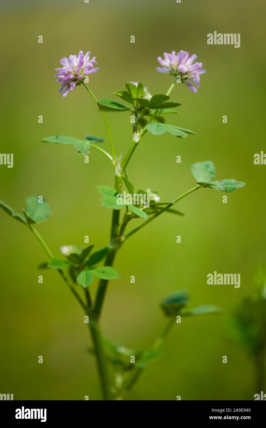 Trifolium resupinatum, Persischer Klee Wende-Klee, umgekehrt Stockfoto