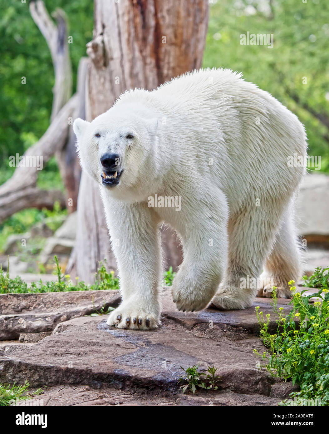 Ein Bild von einem schönen Eisbär Stockfoto