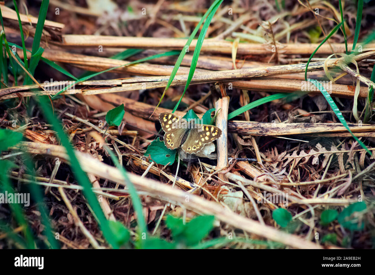 Pararge splendens Gebänderte Prachtlibelle Schmetterling Erwärmung im Frühjahr Sonnenschein unter den alten Bracken Stockfoto