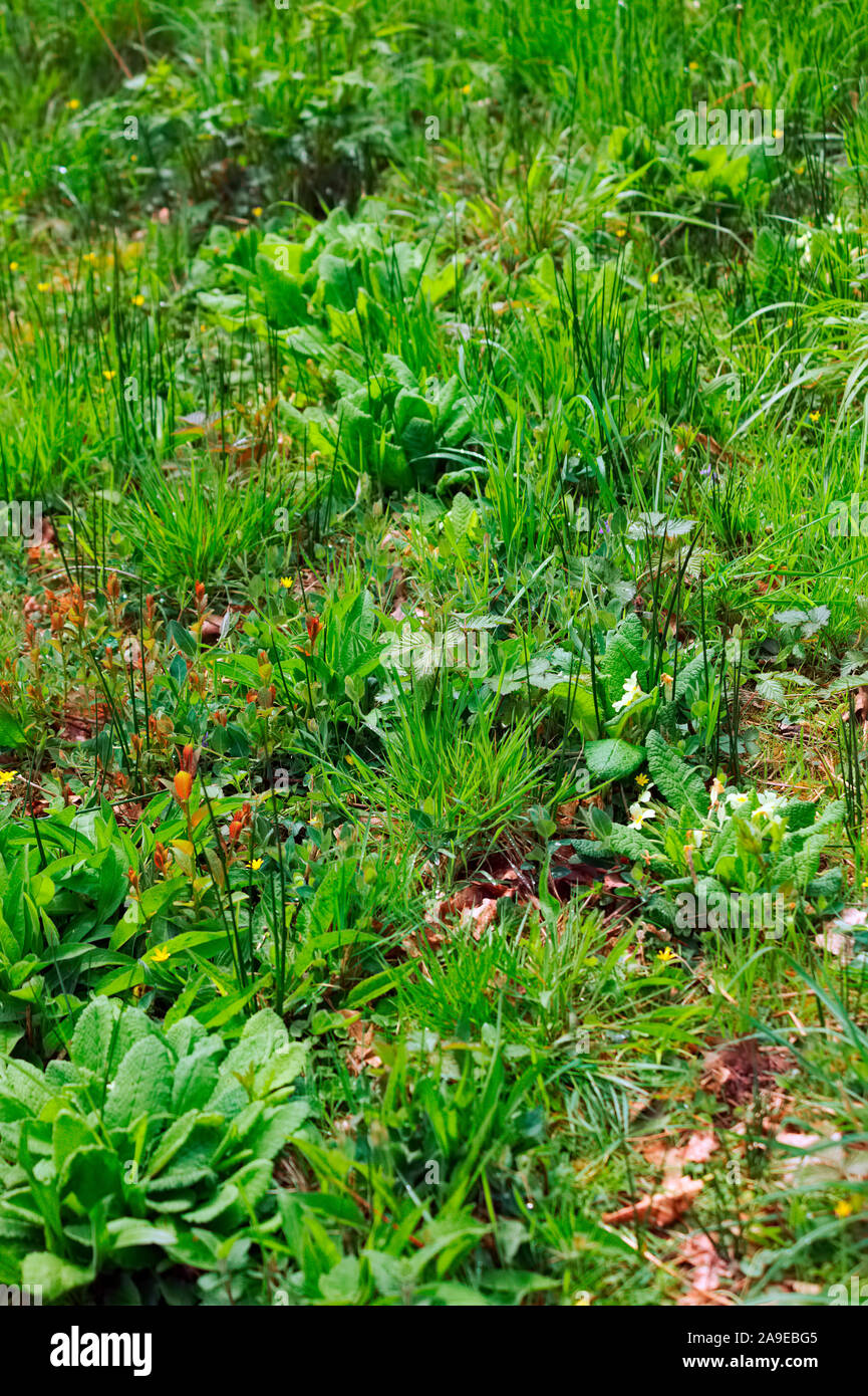 Vielfältigen und artenreichen Lebensraum in einem Wald Fahrt im Frühjahr - Zucht von Pearl grenzt Fritillaryschmetterling fördern - boloria Stockfoto