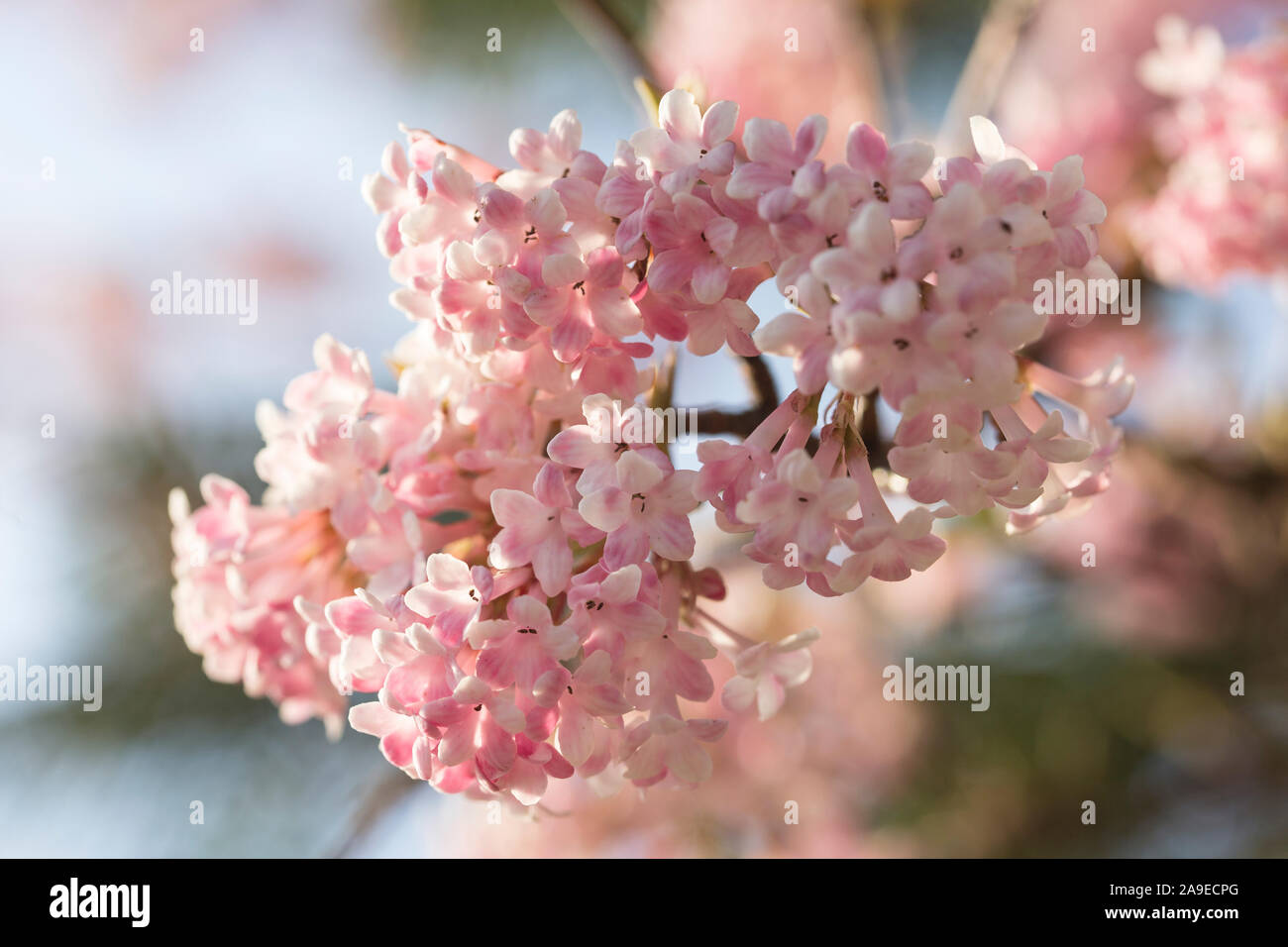 Blütenstand der duftenden Viburnum mit offenen Blüten, Viburnum? Der Viburnum bodnantense, Farrer, Bodnant Viburnum, Medium close-up Stockfoto