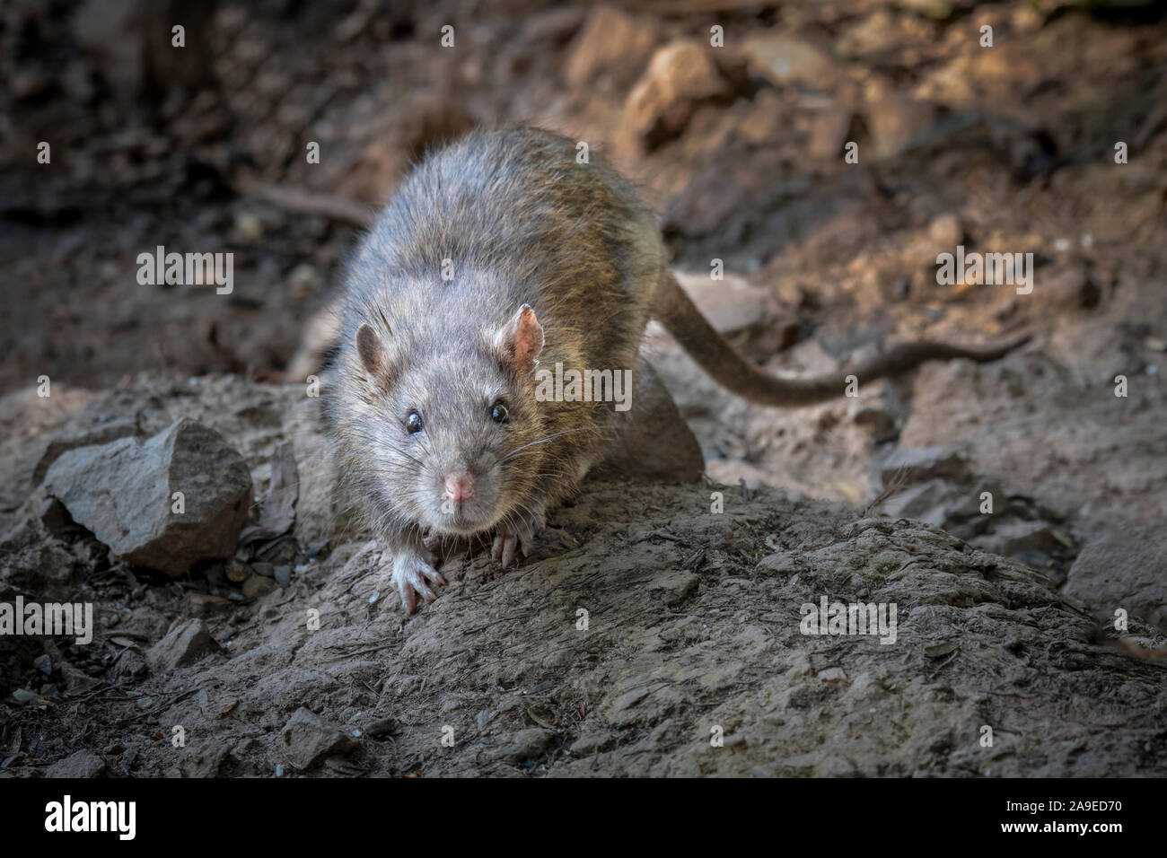 Eine wilde Ratte auf Felsen von einem Ufer starrt auf die Kamera Stockfoto