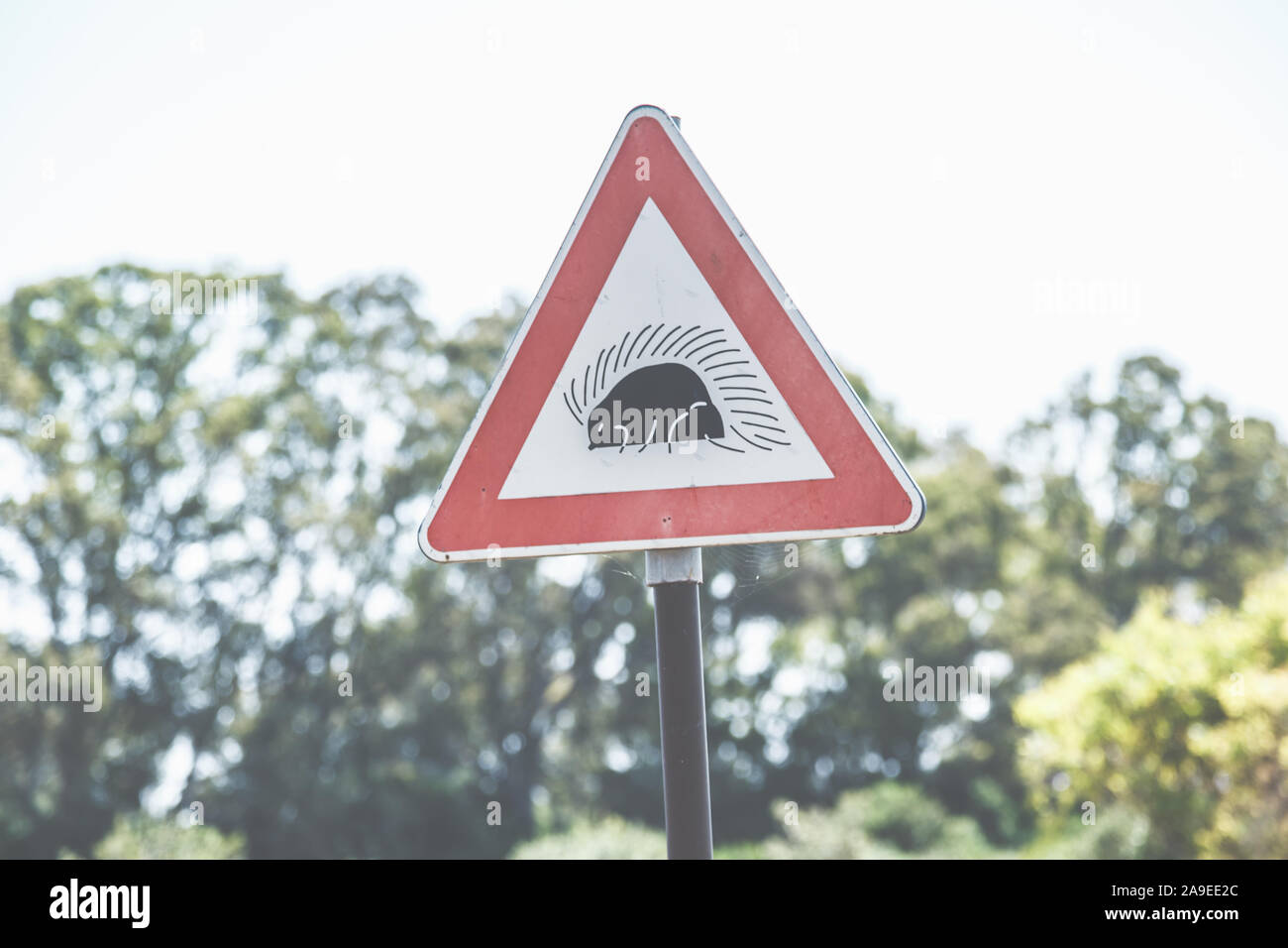 Ein Zeichen mit einer Warnung, bevor Tiere über die Straße laufen: Stachelschwein oder Igel, Stockfoto